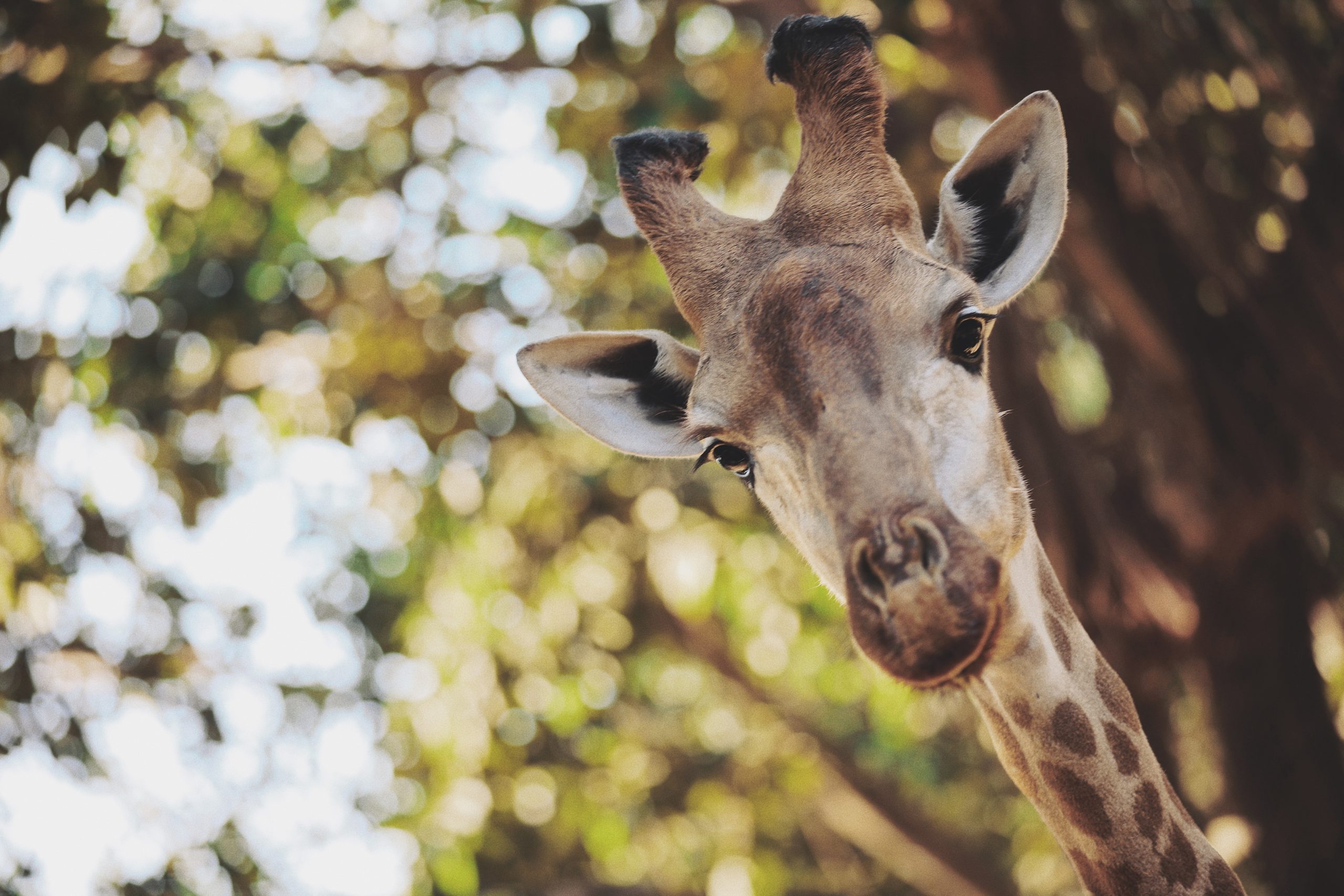 Giraffe: Photo by Teddy from Pexels